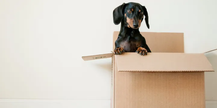 Boxing and Unboxing in C#