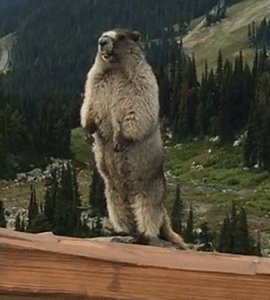 Upset Marmot